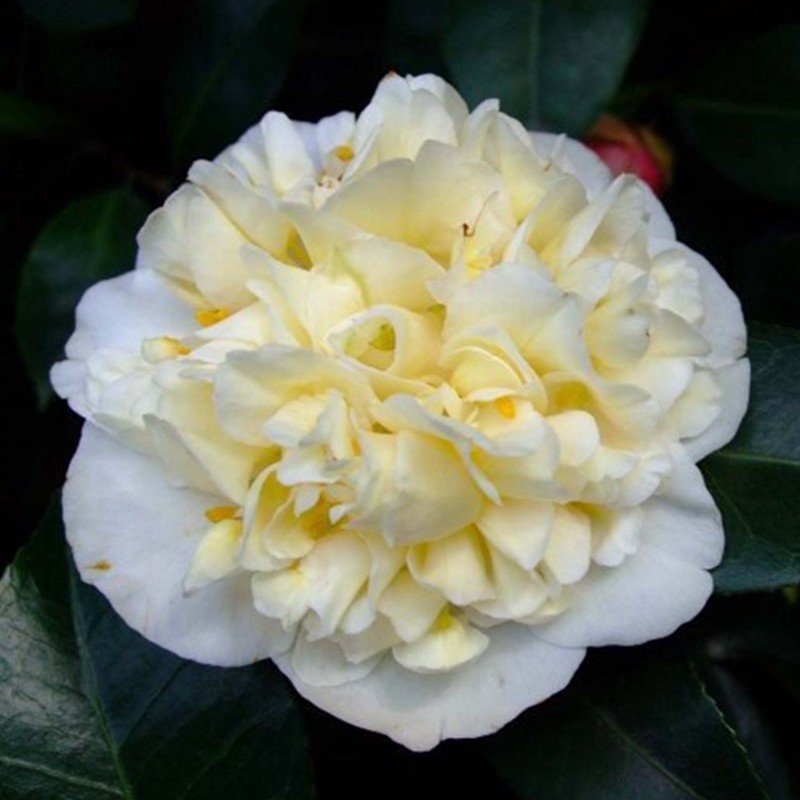 黄绣球 龙岩永福稀有名贵品种茶花苗黄色花阳台窗台庭院绿植花卉