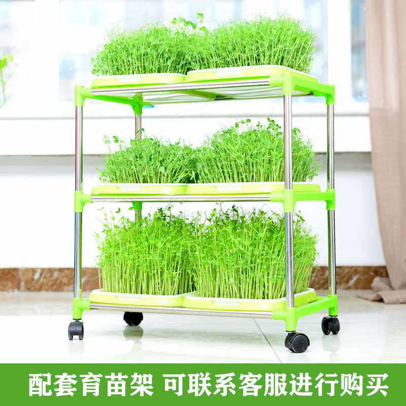苗芽小麦蓝菜发花种西育苗盆菜芽育苗盘种子苗盆托盘豌豆水培豆芽