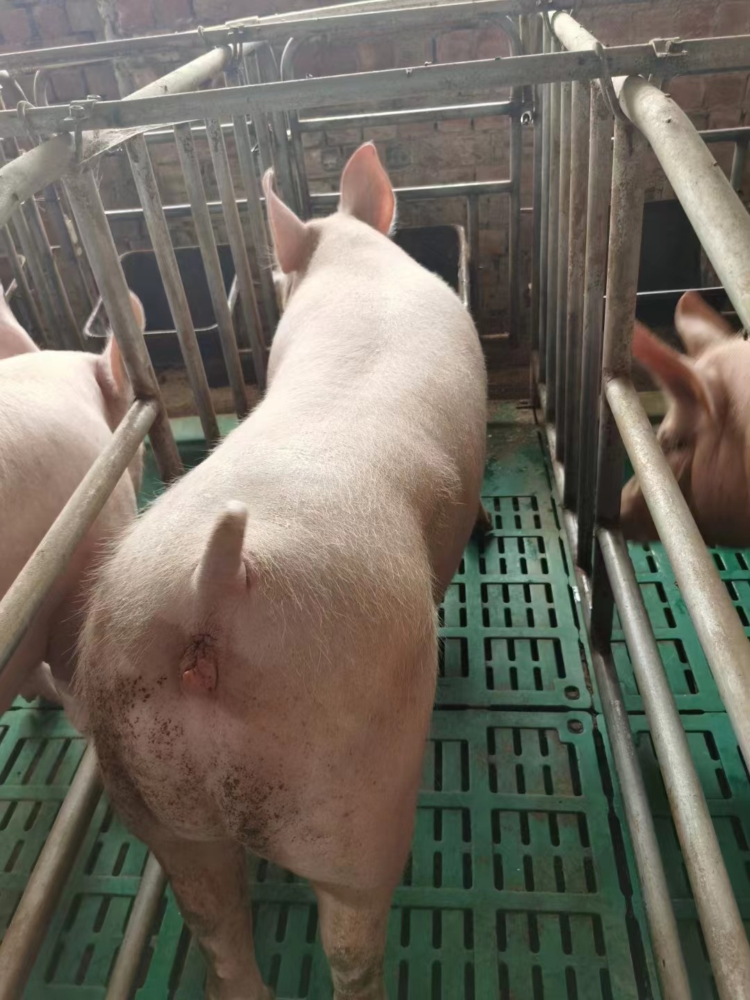 猪羊用复合产床保育母小猪仔育肥猪舍养羊床圈电热板水沟盖漏粪板