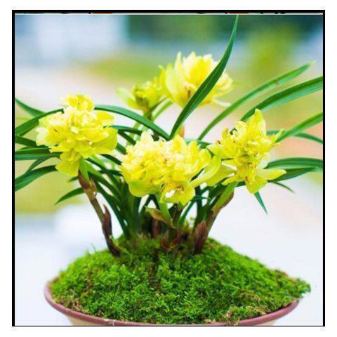 兰花苗 春兰 绿云皇后 春带浓香花苞 花卉盆景绿植物盆栽室内阳台