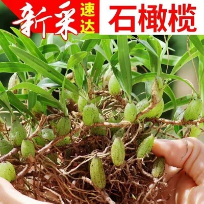 石橄榄新鲜野生小果单叶岩珠干货汤包炖汤料石敢榄草石仙桃中药材