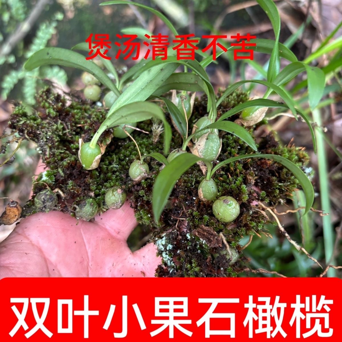 批发现挖新鲜双叶小果炖汤单叶野石橄榄石仙桃煲汤炖汤石岩珠广东