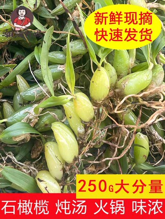 潮汕大妈现采石橄榄新鲜双叶单叶中小果石莲煲汤炖汤补品材料包邮