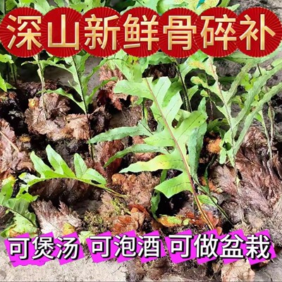 野生骨碎补新鲜爬岩姜中药材500g