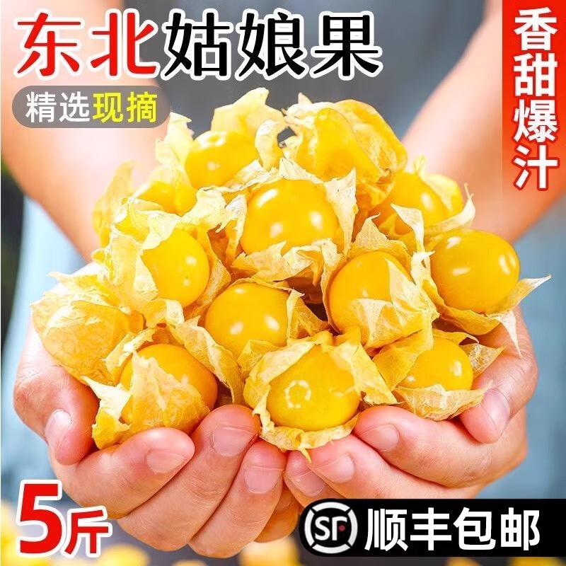 东北姑娘果新鲜水果黄菇娘特产灯笼果金豆甜菇娘特产整箱5斤包邮
