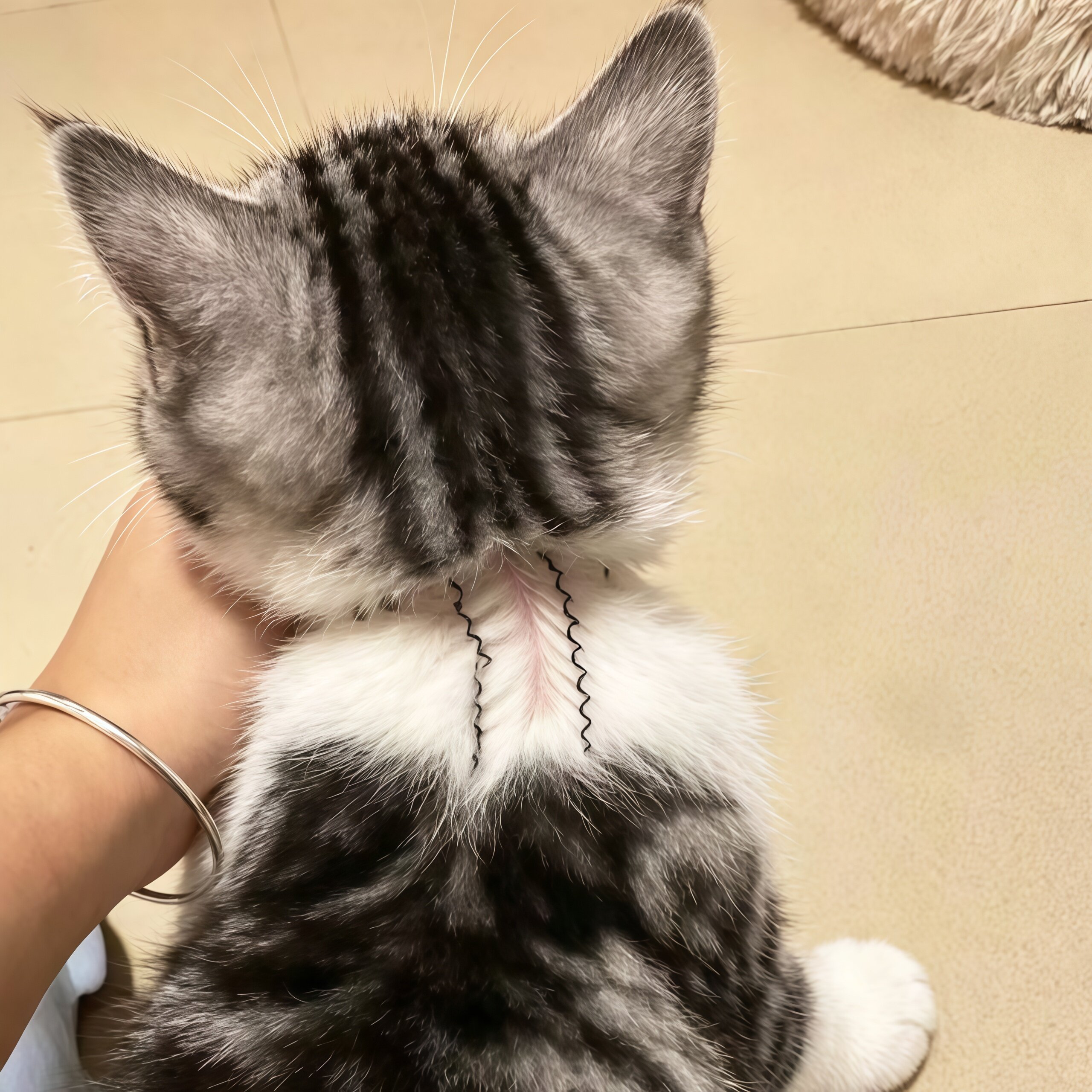 猫狗通用驱虫分毛固定发夹