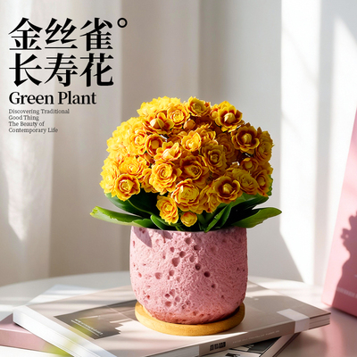 金色长寿花洛桑女神好养室内盆栽