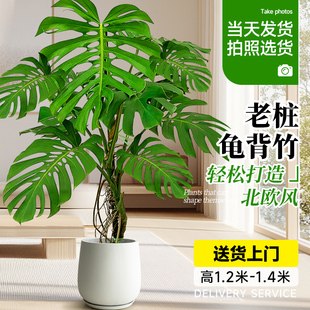 龟背竹老桩客厅大盆栽提根大叶客厅室内大型植物开背巨型绿植好养