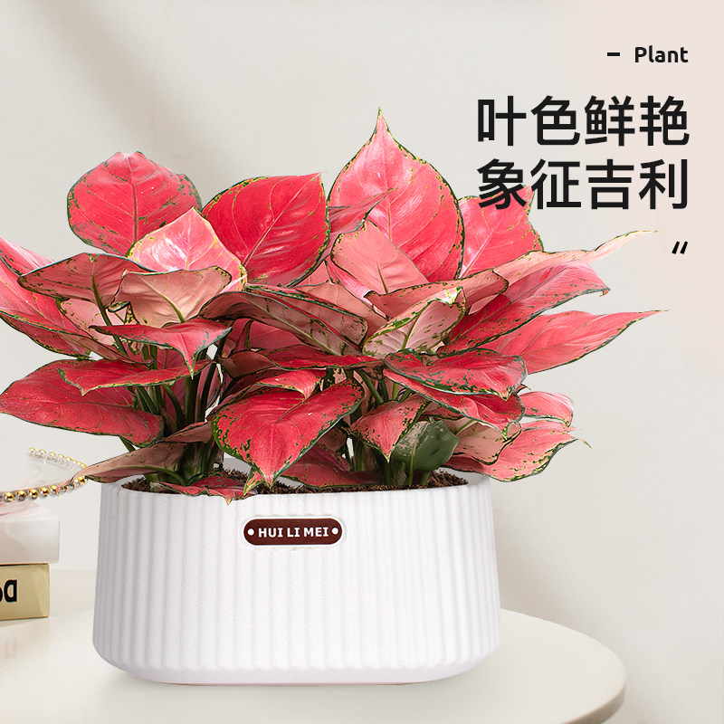 吉利红如意皇后竹芋盆栽室内花卉四季好养绿植万年红桌面水培植物,鲜花速递/花卉仿真/绿植园艺,绿植,淘宝优惠券,粉丝福利购,淘宝优惠卷