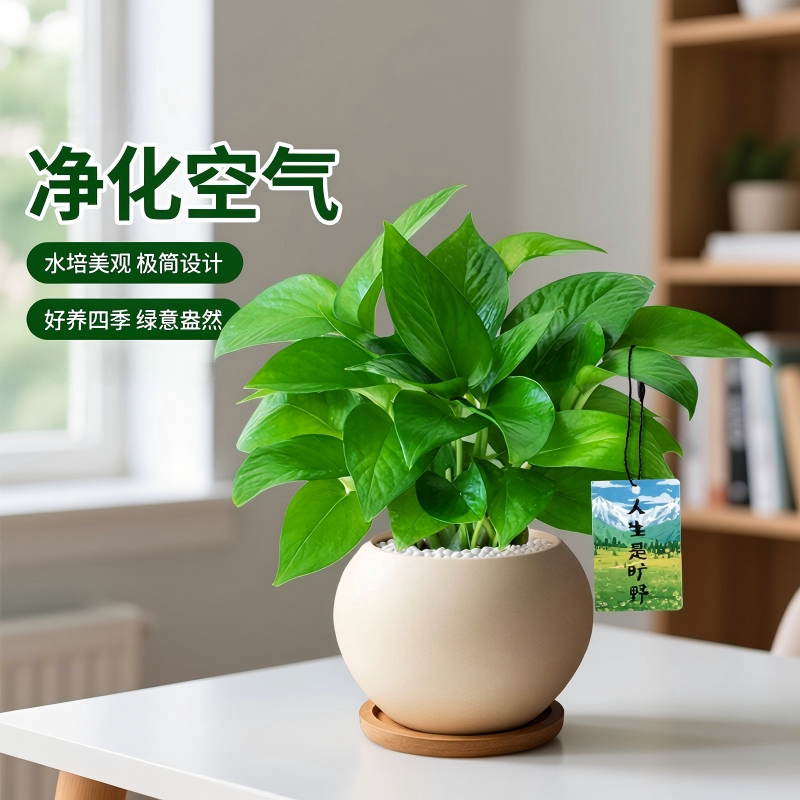 绿萝盆栽室内桌面高级感摆件图片