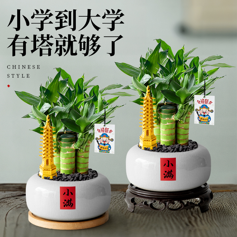 文昌竹室内桌面绿植富贵竹小盆栽水培文昌竹办公书房植物摆件四季