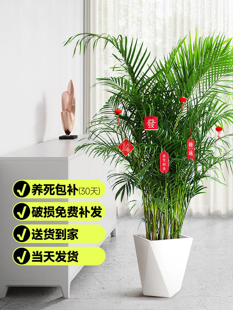 散尾葵凤尾竹大盆栽室内客厅大型绿植植物花卉富贵椰子办公室大号