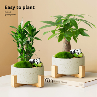 发财树富贵竹步步高升桌面室内绿植招财树盆栽办公室工位客厅植物