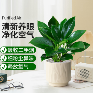 绿公主大盆金钻盆栽室内植物花卉客厅水培绿植办公室好养净化空气