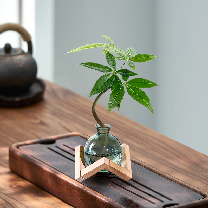 水培发财树水培发财树*