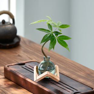 发财树小盆栽水培竹柏植物室内客厅桌面绿植办公室四季招财树绿萝