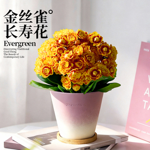 长寿花盆栽带花苞金丝雀重瓣大苗洛桑女神花卉四季室内绿植好养活