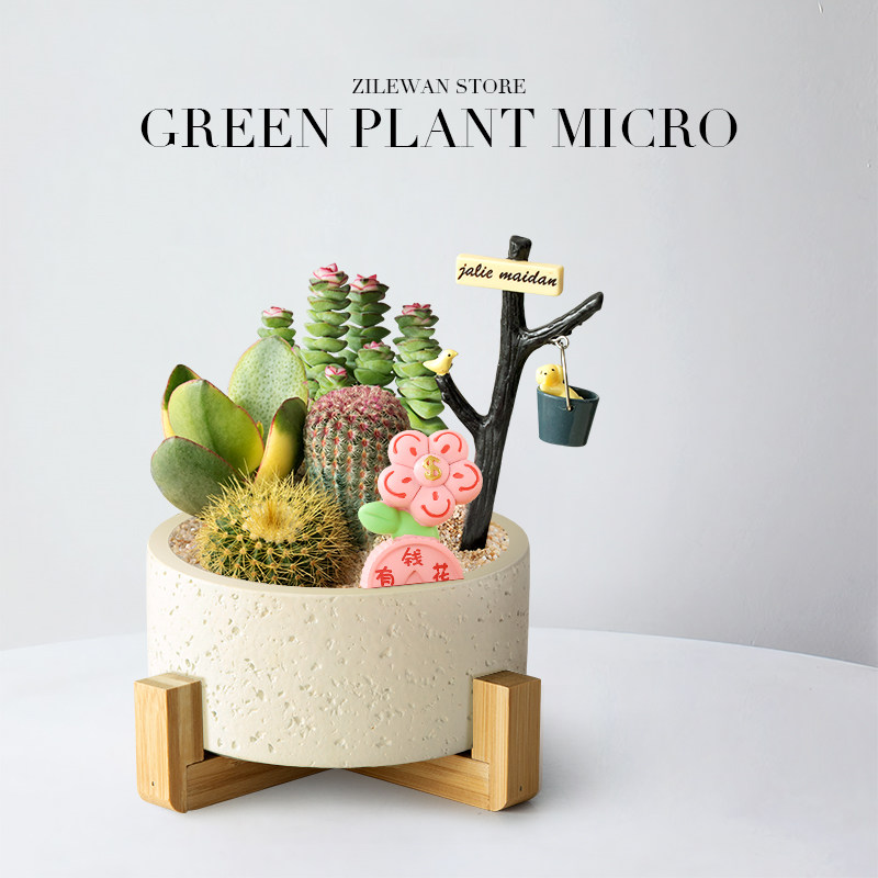 多肉植物盆栽客厅办公室桌面创意可爱仙人掌仙人球绿植好养活花卉