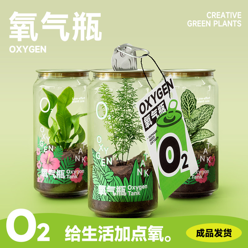 氧气瓶桌面绿植创意微景观生日礼物狐尾天门冬办公室工位情绪植物