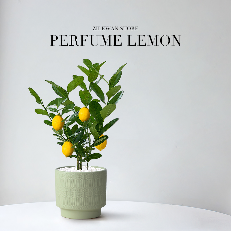 香水柠檬盆栽室外阳台庭院