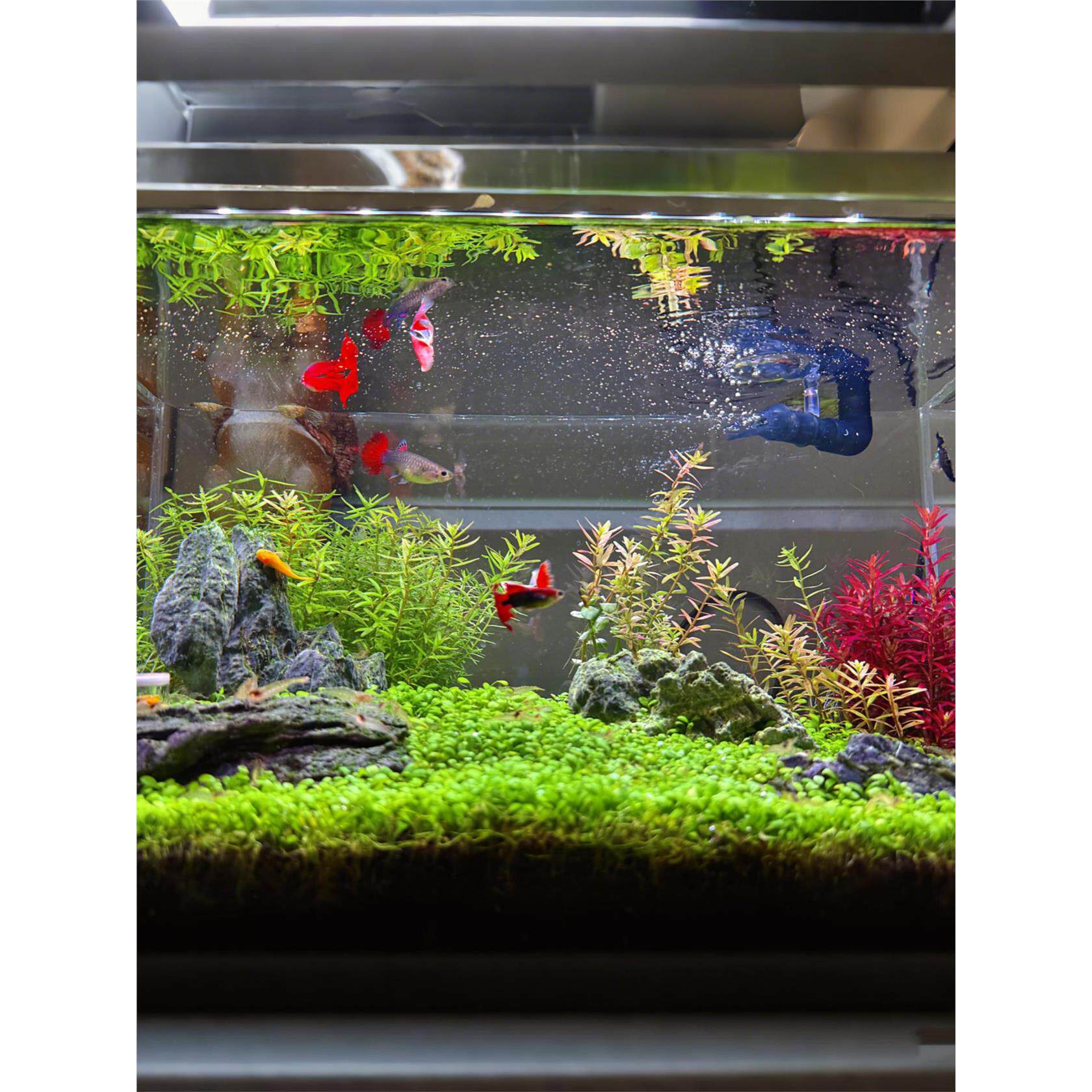 鱼缸水草种子家用创意生