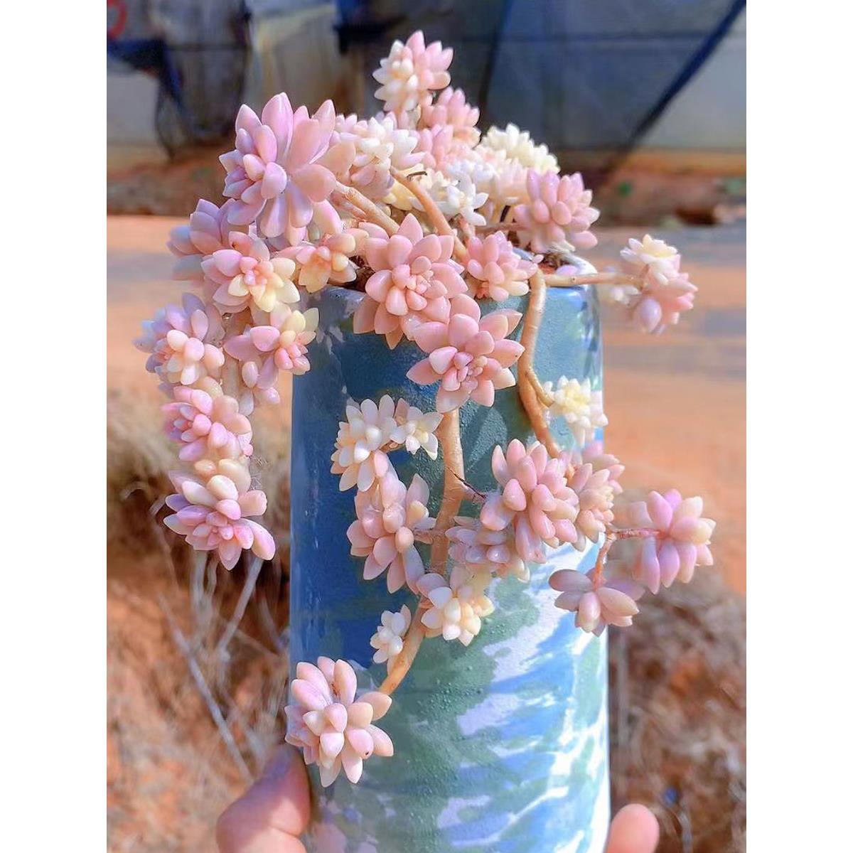 绚丽粉色姬秋丽锦飘枝老桩趣味办公室内多肉植物花卉盆栽防辐射