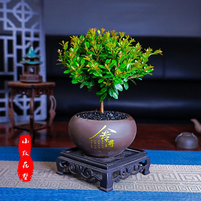 小叶赤楠老桩盆栽迷你植物花卉办公室内桌面小绿植好养四季盆景