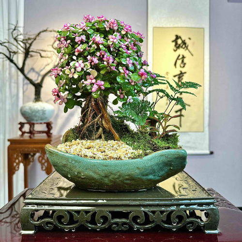 花开富贵金枝玉叶棒棒糖大老桩多肉植物盆栽室内客厅花卉开花绿植,鲜花速递/花卉仿真/绿植园艺,多肉植物,淘宝优惠券,粉丝福利购,淘宝优惠卷