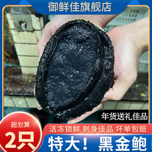 新西兰黑金鲍鲜活速冻刺身水产日料海鲜大礼包年货送礼超特大鲍鱼