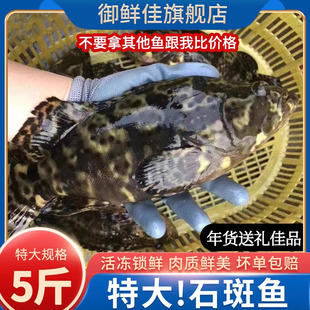 石斑鱼鲜活速冻海鲜年货大礼包水产珍珠斑龙趸鱼5斤龙胆鱼老虎斑