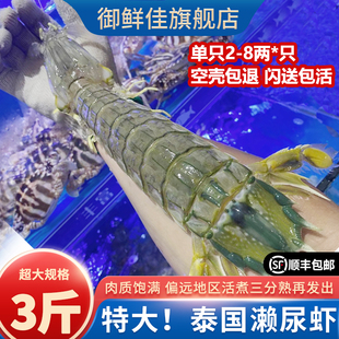 泰国濑尿虾鲜活特大海鲜水产鲜活皮皮虾姑3斤爬虾子巨型膏富贵虾