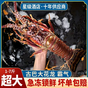 【年货佳品】古巴龙虾鲜活海鲜冷冻小蜜蜂特大龙虾年货送礼大礼包