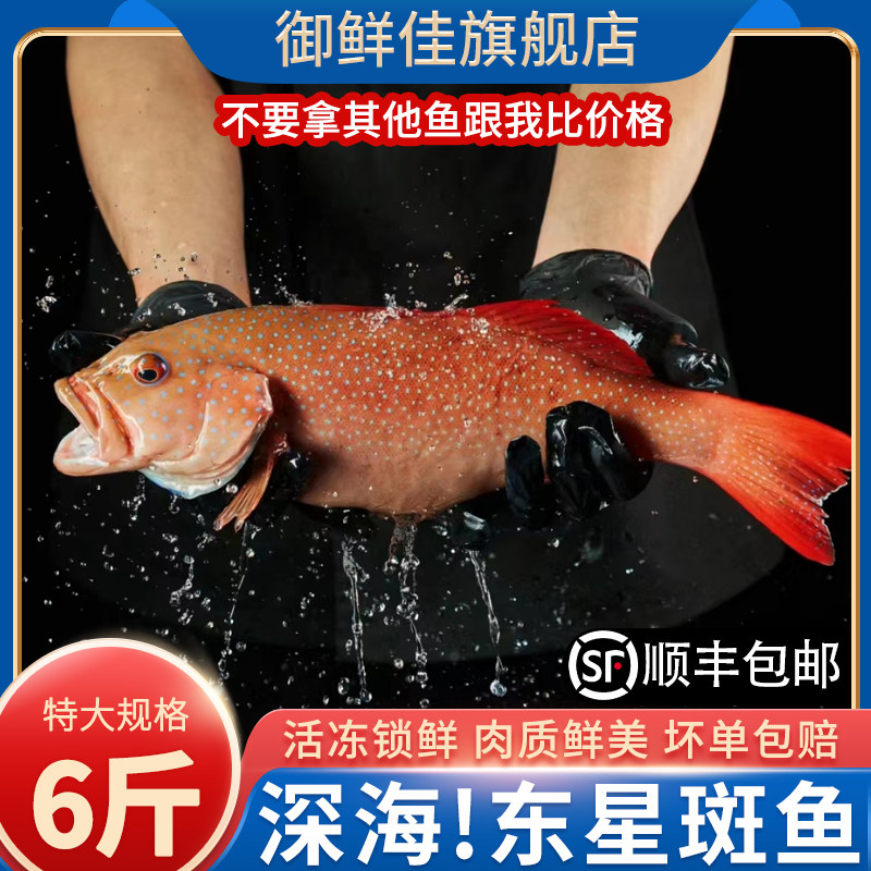 东星斑海鲜速冻深海捕6斤特大红东星斑鱼燕尾斑石斑鱼红斑鱼