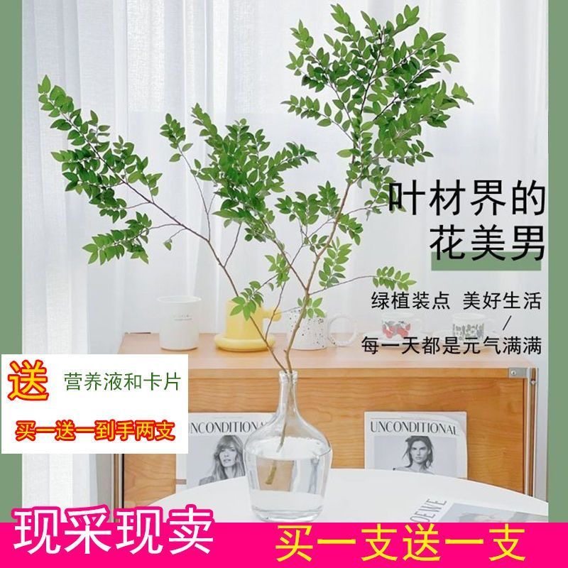 美男树马醉木鲜枝水养插花水培植物室内客厅办公室桌面绿植花卉