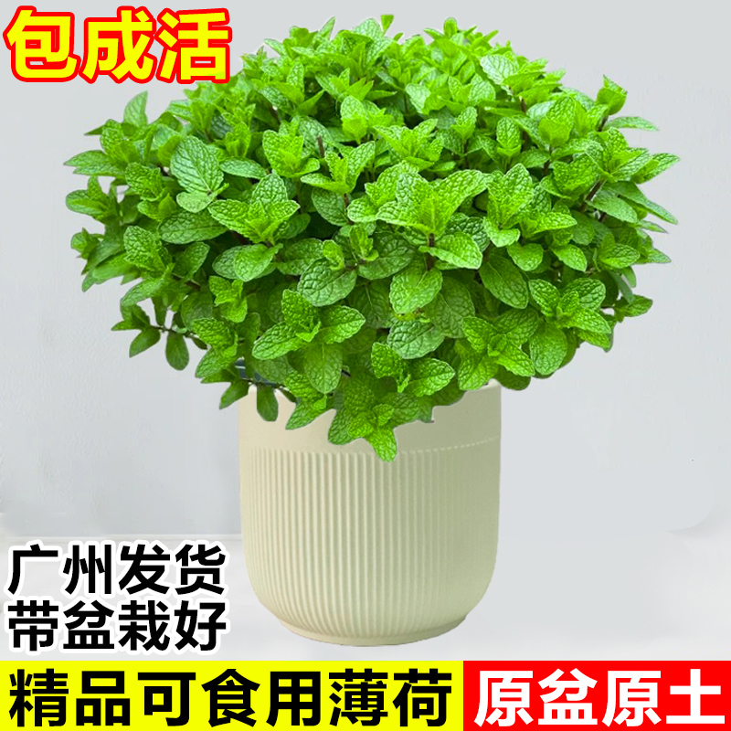 薄荷盆栽室内植物可食用驱蚊花卉迷迭香留兰香猫薄荷叶苗大盆绿植