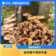 莫力达瓦达斡尔族自治旗榛蘑山珍特产蘑菇干新鲜干货