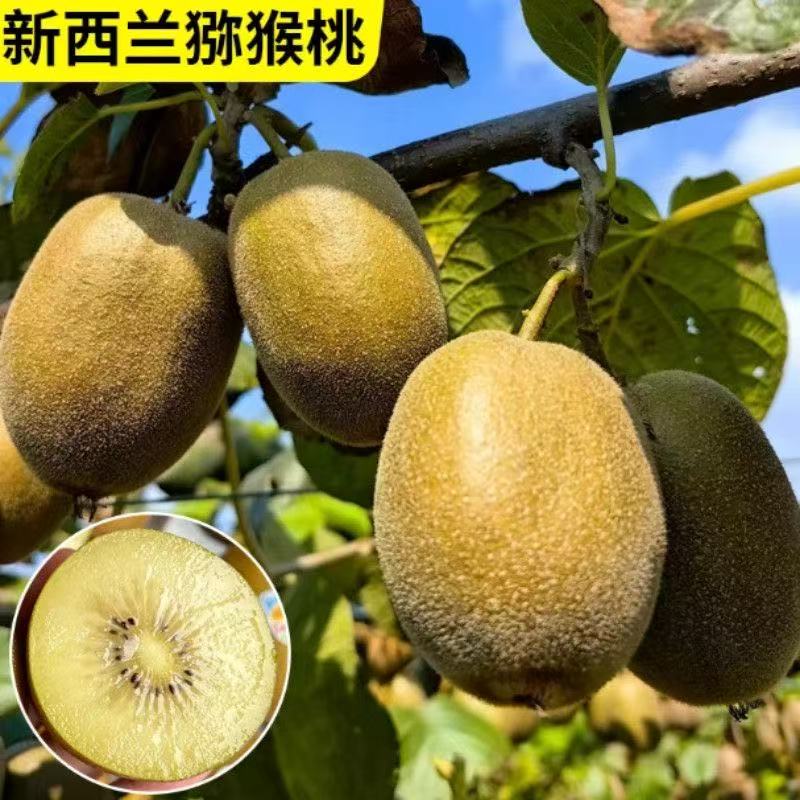 新西兰猕猴桃树苗南北方种植盆栽地栽猕猴桃苖脆甜当年结果树苗