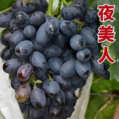 夜美人葡萄树苗南北方种植盆栽地栽葡萄树苖脆甜当年结果葡萄苗