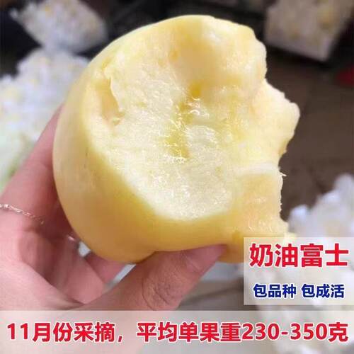 奶油富士苹果树苗嫁接南北方种植盆栽地栽冰糖心苹果苖当年结果树