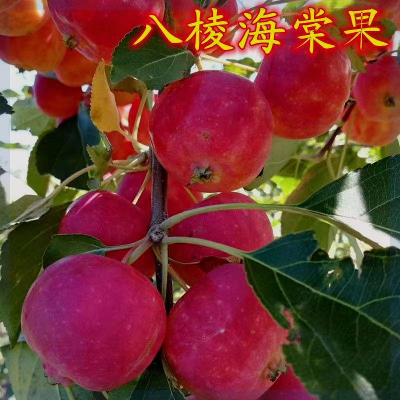 八棱海棠树果树苗盆栽盆景观赏挂果食用海棠冬红果长寿果基地直销