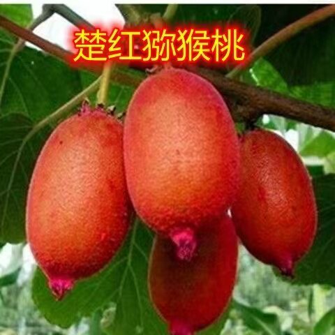 楚红猕猴桃树苗南北方种植盆栽地栽猕猴桃苖脆甜当年结果猕猴桃