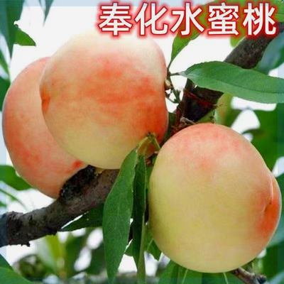 正宗奉化水蜜桃树苗嫁接桃苗盆栽地栽阳台庭院南北方种植当年结果