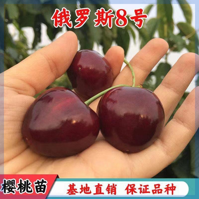 车厘子俄罗斯八号大樱桃树苗嫁接特大地栽盆栽北南方种植当年结果,鲜花速递/花卉仿真/绿植园艺,果树,淘宝优惠券,粉丝福利购,淘宝优惠卷