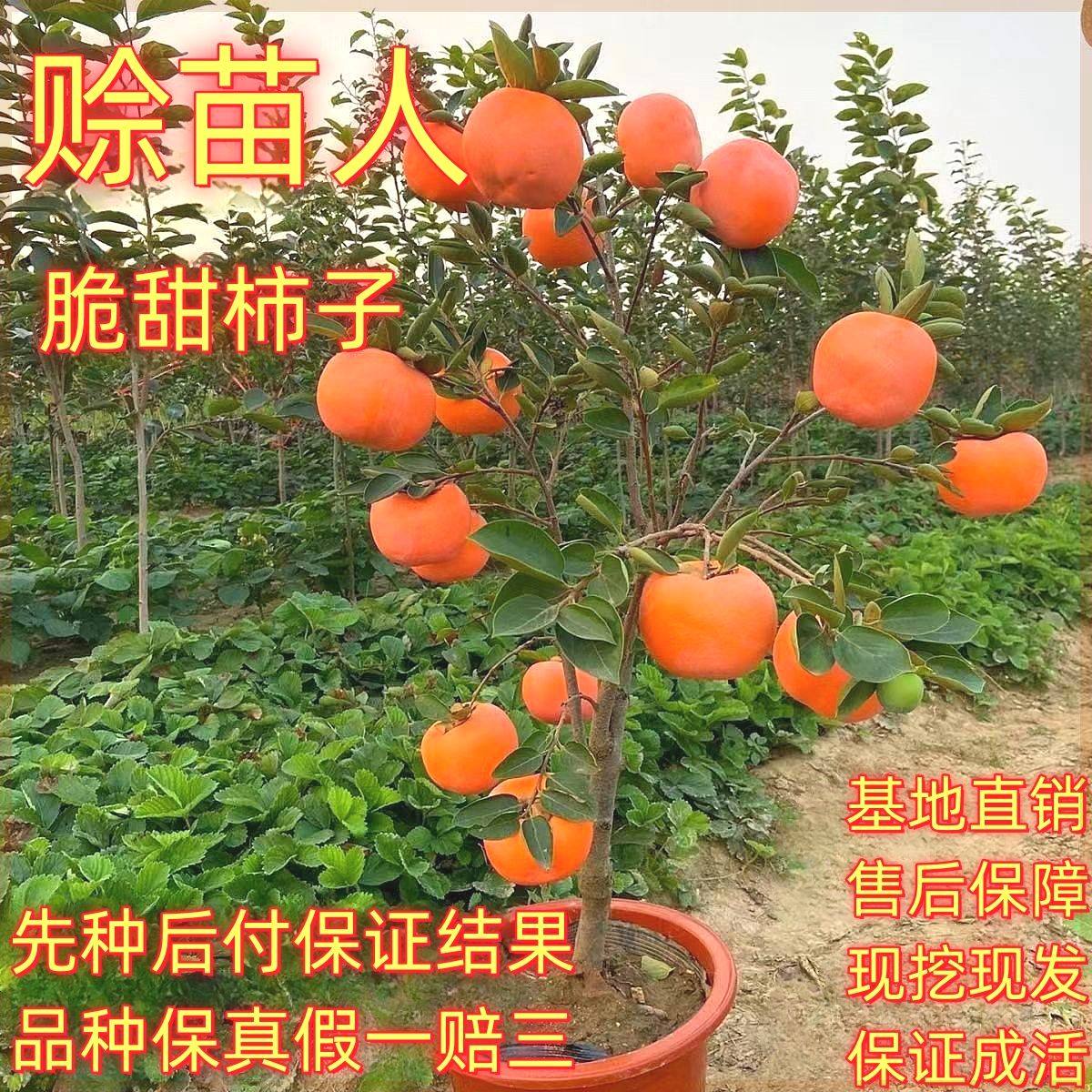 柿子树苗嫁接无核脆甜柿子树耐寒耐旱盆栽地栽南北方种植当年结果,鲜花速递/花卉仿真/绿植园艺,果树,淘宝优惠券,粉丝福利购,淘宝优惠卷
