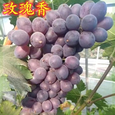 大泽山玫瑰香葡萄苗高产甜度高南北方种植当年结果盆栽地栽爬藤
