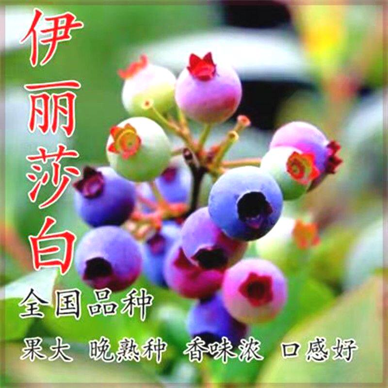 果树伊丽莎白树苗盆栽水果庭院阳台栽植南方北方当年结果蓝莓苗