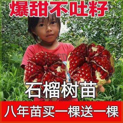 石榴树苗正宗嫁接无籽红石榴苗软籽耐寒耐旱南北方种植当年结果苗