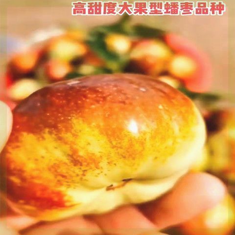 嫁接枣树活苗潘枣树苗沾化冬枣树苗地栽盆栽北南方种植枣果树苗