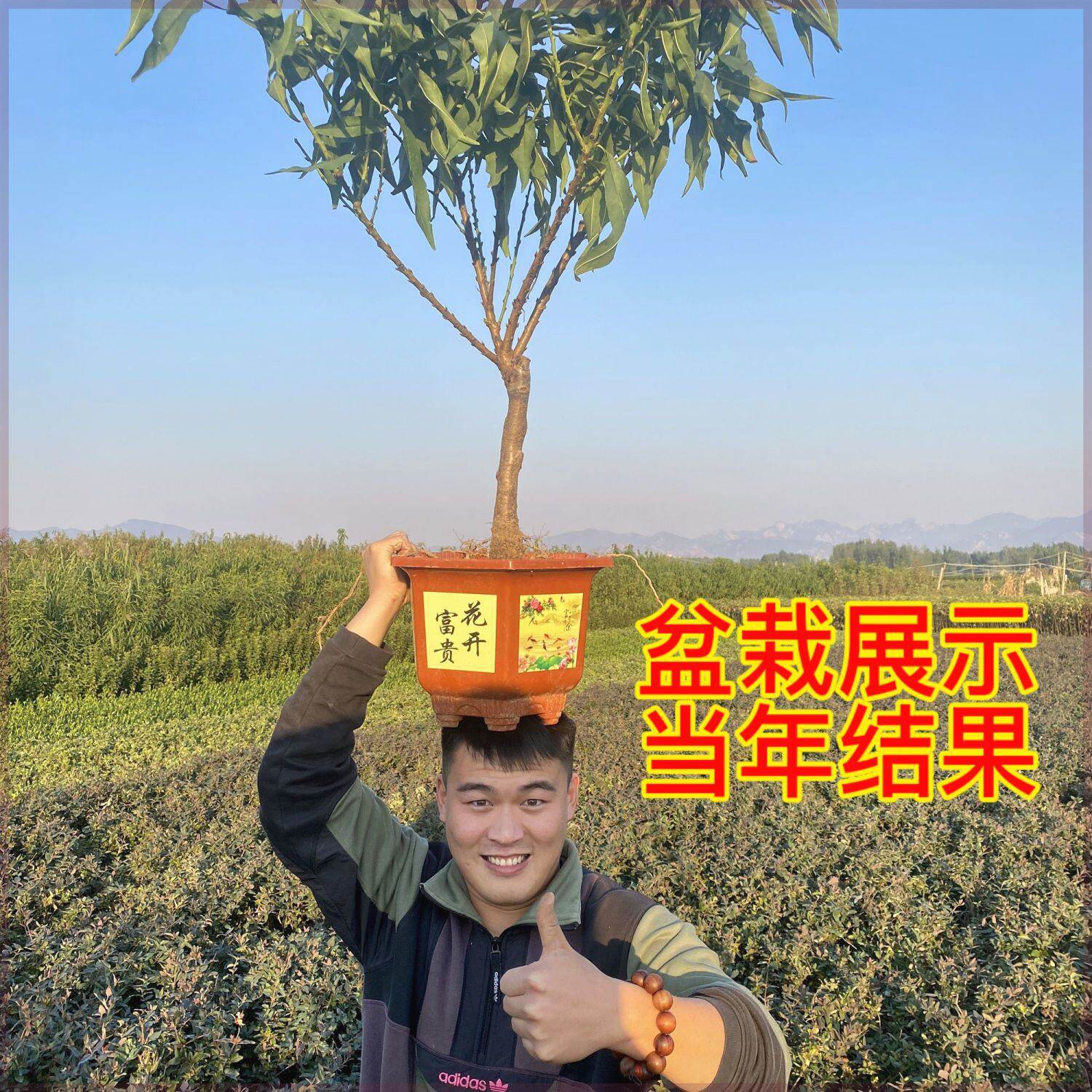 矮化盆栽桃树苗蟠桃寿桃水蜜桃苗盆栽地栽南北方四季种植当年结果
