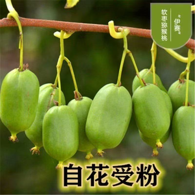 软枣伊赛猕猴桃树苗南北方种植盆栽地栽猕猴桃苖脆甜当年结果树苗